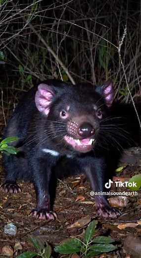 Tasmanian Devil's Wild Screeches in the Australian Bush