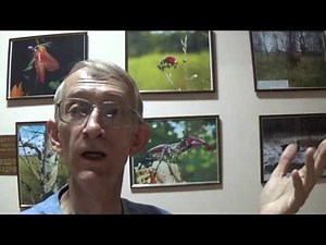 Животные Чернобыльской Зоны, Припять, Чернобыль, Украина, Ukraine