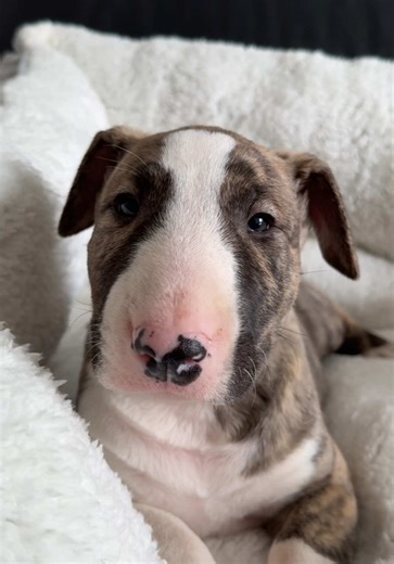 Just a baby💗 #bullterrier #englishbullterrier #miniaturebullterrier #dog #puppy