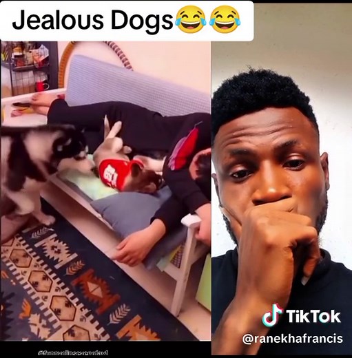 Jealous Dogs: Hilarious Reactions Unleashed 😂