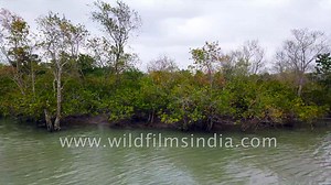 Mangrove Delta of Sundarban - a dense, shifting and copious network of exposed roots, rivers and cre