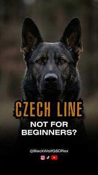 Czech Working Line GSD — Too Intense? 🐺🔥 #czechworkingline #germanshepherd
