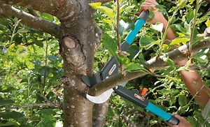 Baumschnitt: Wie schneidet man einen Baum richtig zurück?