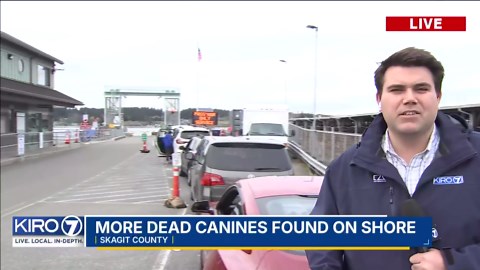 Video: More dead canines found on Skagit County beaches