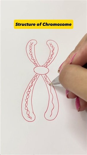 Easy way structure of chromosome. #chromosome #biology #diagram #dna #neet #its_nishi_things #bio