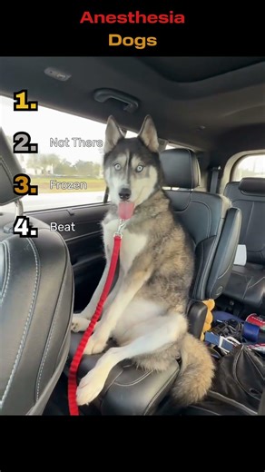 POV: your dog just discovered anesthesia #funnydogs #trending #vet