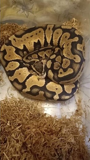 Fire Orange Dream Ball Python After Swallowing His Meal | Feeding Update