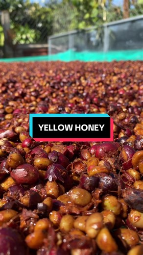 Chế biến cà phê honey #caphe #coffee #caphedacsan #coffeefarm #farm