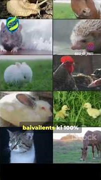 Bivalent (Class 11 Biology, NCERT):#Biology #Class11 #NCERT #CellCycle #Meiosis #Bivalent #Genetics