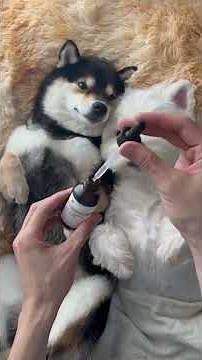 Pure Relaxation 💤💆‍♀️ ASMR Spa Day for Dogs 🐶✨