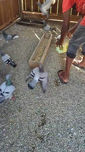 5.3K views · 187 reactions | For the treatment of trichomoniasis, hexamitiasis and coccidiosis. | Sami Loft & FarmHouse | Facebook