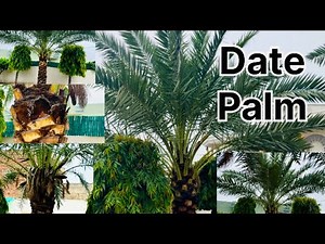 How to Cutt & prune Date Palm tree in a diamond shape | Date Palm Trees 🌴