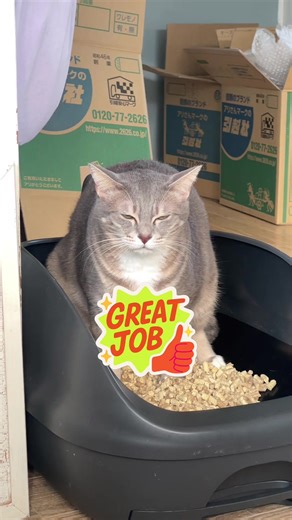 やっとトイレしてくれた😭毎日いっぱいしてください🎶 #引越し #猫