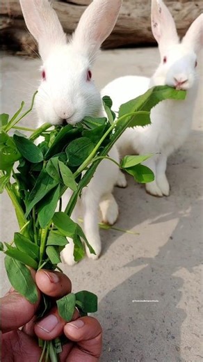 “Cute Rabbits Eating Together 🐰🥕” #rabbit