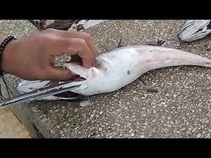 THIS IS HOW WHITING FISH CLEANING