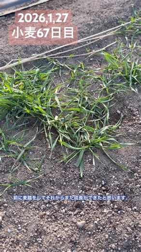 小麦種まき後67日目 #家庭菜園 #発芽 #麦踏み #小麦栽培