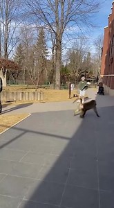 484K views · 470 reactions | BABOON LEAPS OUT OF ENCLOSURE AND...