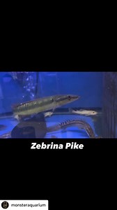 4.1K views · 29 reactions | @monsteraquarium The zebrina pike, is a...