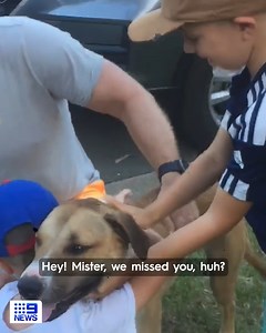 218K views · 5.5K reactions | After almost two weeks missing, this is the heartwarming moment Rosco is finally reunited with his Tallebudgera family.  Rosco and Storm went missing after their owners were involved in a crash in Eagleby on January 8th. Sadly, Storm is still missing as their owners and the community appeal for help to reunite the pair and their family. #9News | WATCH LIVE 6pm | 9 News | Facebook