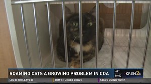 CDA woman wants regulations on roaming cats