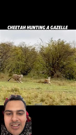 Lion vs Cheeta who wins #shortvideo #animals #usa #blackwolf #music #animalover