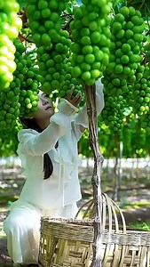 3.7K views · 235 reactions | amazing farming in china | fantasticworld | Facebook