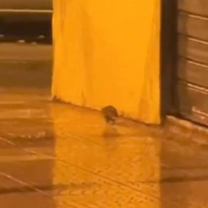 Via Pisanelli. Quando la città affonda, i topi scapp... Ah no, aspè, com'era? | Taranto è lui
