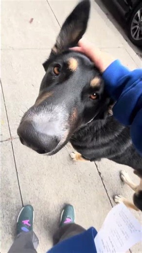 What a happy baby #dog