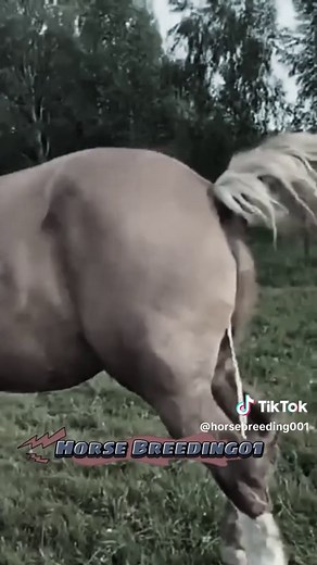 The stallion smelled a young mare । Beautiful Horse meeting 🫣🤣🌺 #horse #horsebreeding #femalehorse #malehorsebreeding #femalehorsebreeding #todaybreeding #breedinghorse