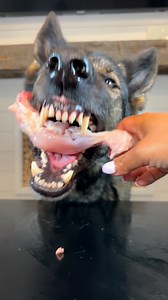 91K views · 2.9K reactions | Dog Eating A Raw Bone ASMR  Jasper, Jet or Jade...who had the best cronches?! #asmr #rawdiet #dog #germanshepherd #dogs #chicken | Jade the Sable GSD | Facebook