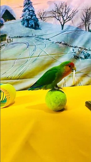 Bird Training:smart lovebird parrot l smart little cute parrot #training#smartparrot#cute
