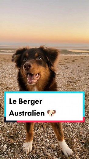 Découvrez le Berger Australien : caractère et soins