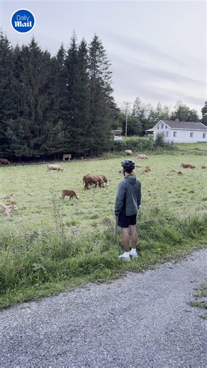 21K views · 241 reactions | Who knew cows love opera  | Daily Mail Video | Facebook