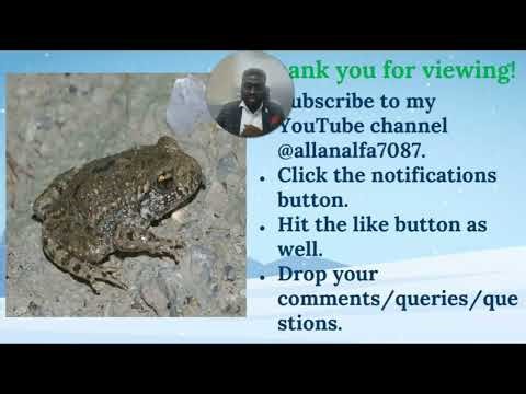 THE MID-WIFE TOAD (FASCINATING FACTS)