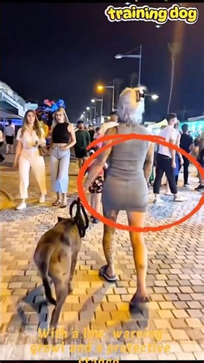 ❤️Bodyguard❤️#dog #doglife #becgie #dogs #puppy #dogs #dogshorts #k9 #becgie #dogtraining#pets #pet