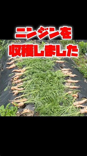 はじめてのニンジン栽培!! #shorts #ニンジン #家庭菜園 #菌ちゃん農法
