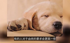 【科普视频】拉布拉多犬价格如何？你了解吗？
