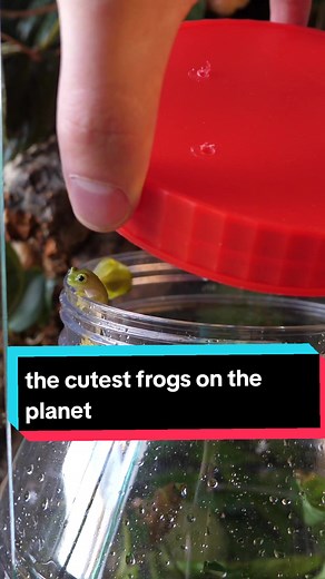 Glass Frogs: The Cutest Transparent Frogs in Their Upgraded Home