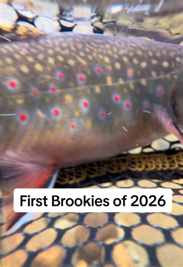 First Brook Trout Catches of 2026