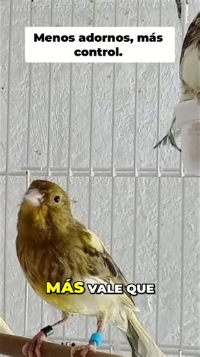 👆 Enlace vídeo completo: Menos adornos y más control | Timbrado original