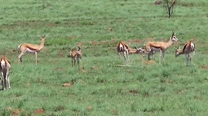 54K views · 1.1K reactions | Herd of springboks and their offspring grazing #reels #reelsfb #reelsviral #viralpage #video #africa #Amazing #life #Wow #wildlife #travel #trending #trend #reelsvideo #nature #viral | African Bush Kingdom | Facebook