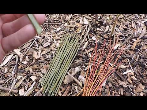 How to plant Willow Cuttings - 2 Types - NEW VIDEO LINK BELOW