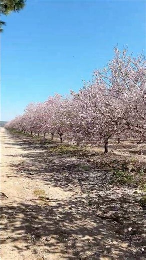 Almond Blossoms in Israel 2026 🌸 Spring in Bloom
