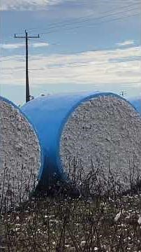 Amazing Gigantic Cotton Bales | | Cotton Profits | Cotton Farming | NC Cotton