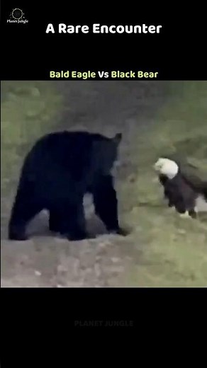 Rare Showdown: Bald Eagle vs Black Bear🦅 #BaldEagle #BlackBear #Wildlife
