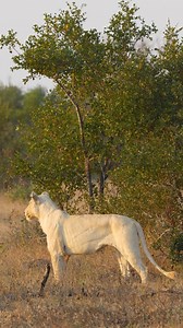 The rarest animal in Africa 🌍 #naturereels #naturevideos #natureaddicts #naturelover #naturereel #wildafrica #wildlifeplanet #wildlifephotography #wildlife #wildlifeaddict #wildlifeonearth #kruger #krugernationalpark #krugerpark #safari #whitelion #lion #lions #big_cats_nature_photography | Curt is Wild