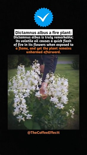 Fire Plant That Doesn’t Burn | Dictamnus Albus Explained!