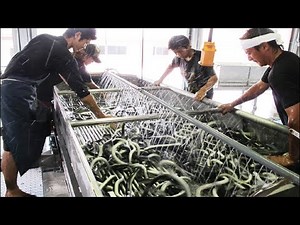 How Millions of Japanese Unagi Eel are Farmed and Processed - Japan Aquaculture and Farming