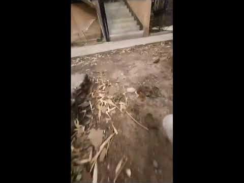 Real Cat POV Cam | Outdoor Cat Adventure Live Stream