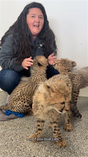 Do you have experience working with carnivores? We’re hiring a Carnivore Keeper. Apply here 👉 https://twpark.com/join-the-team/ | Tanganyika Wildlife Park